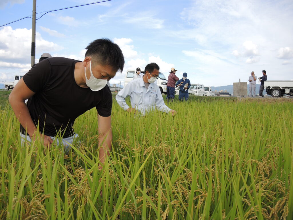 水稲適期刈取現地検討会と採種圃場２次審査会が開かれました